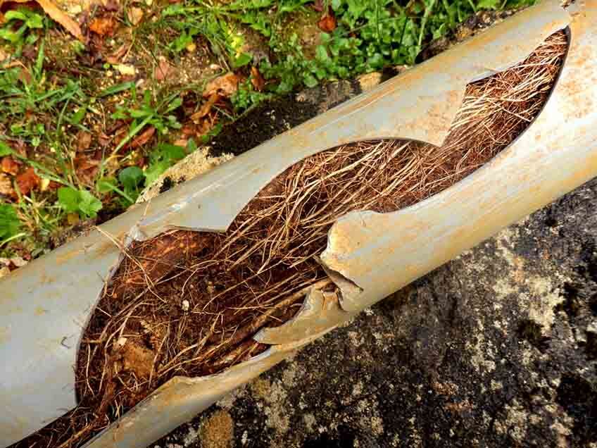Tree roots in sewer lines Tree roots in sewer lines