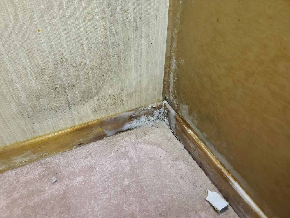 Mold on wall sewer repair Stockdale, CA Mold on wall sewer repair Stockdale, CA